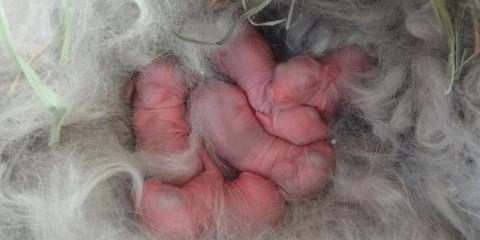 Kako pravilno hraniti male zečeve